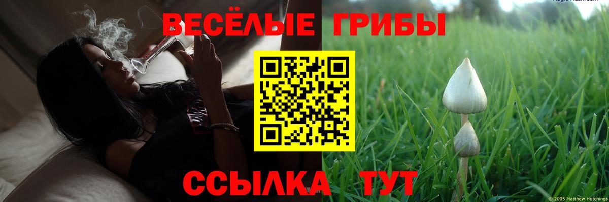 Псилоцибиновые грибы мицелий Мурино